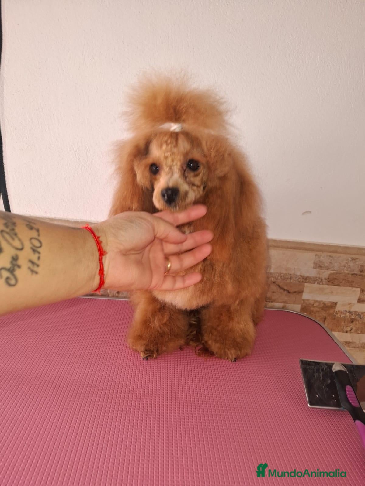 Caniche Toy perros Caniche toy - Anuncio 1