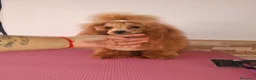 Caniche Toy perros en venta: Caniche toy - Anuncio 1
