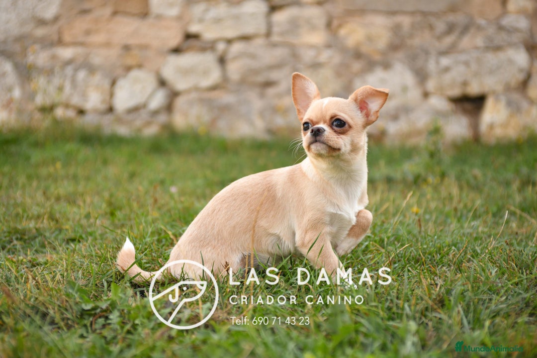 Chihuahua perros en venta: 🐾 Chihuahua autenticos con padres a la vista 🐾  - Imagen 2