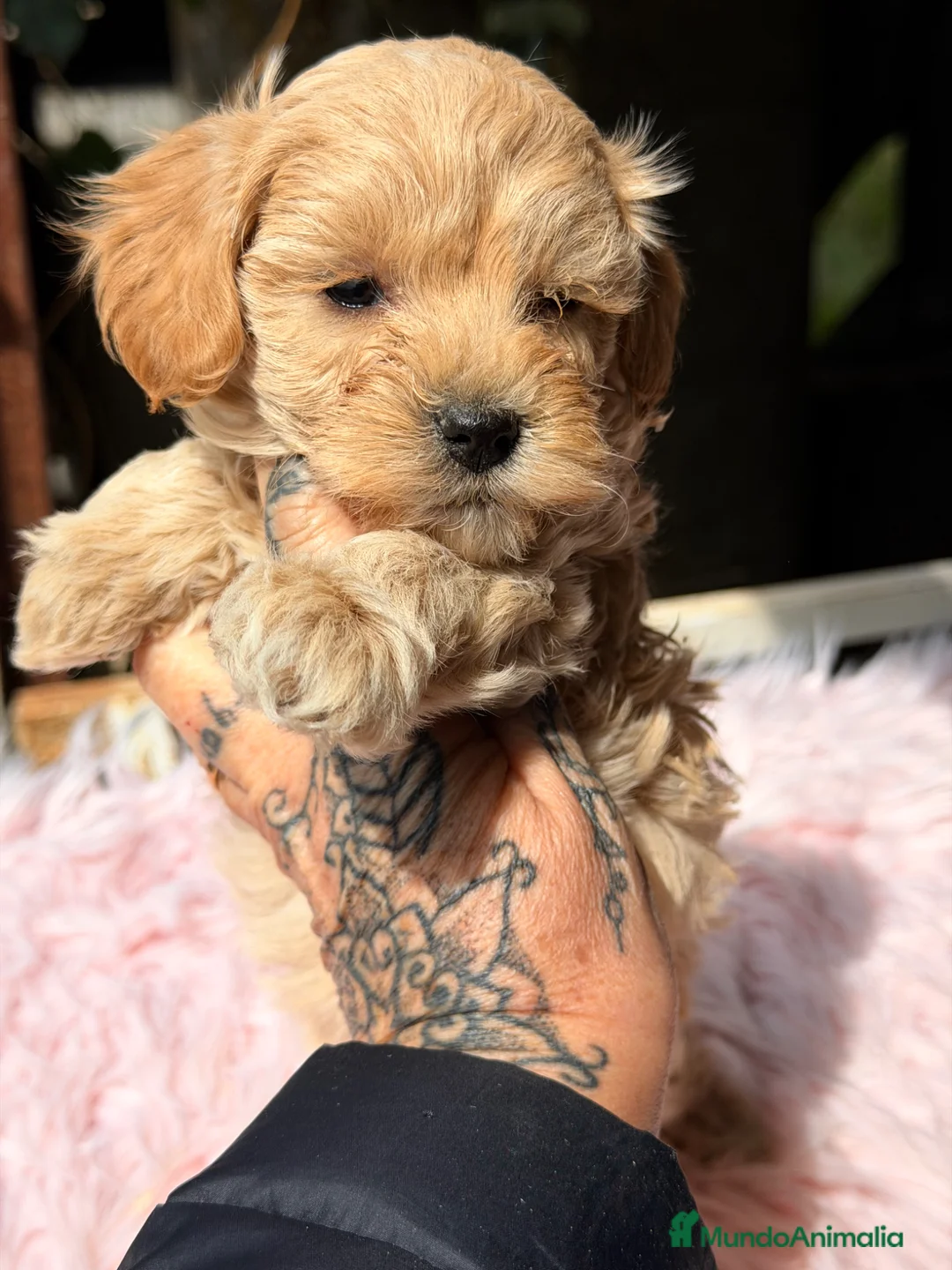 Maltipoo perros en venta: Maltipoo Toy Apricot  - Anuncio 1