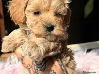 Maltipoo perros Maltipoo Toy Apricot - Anuncio 1