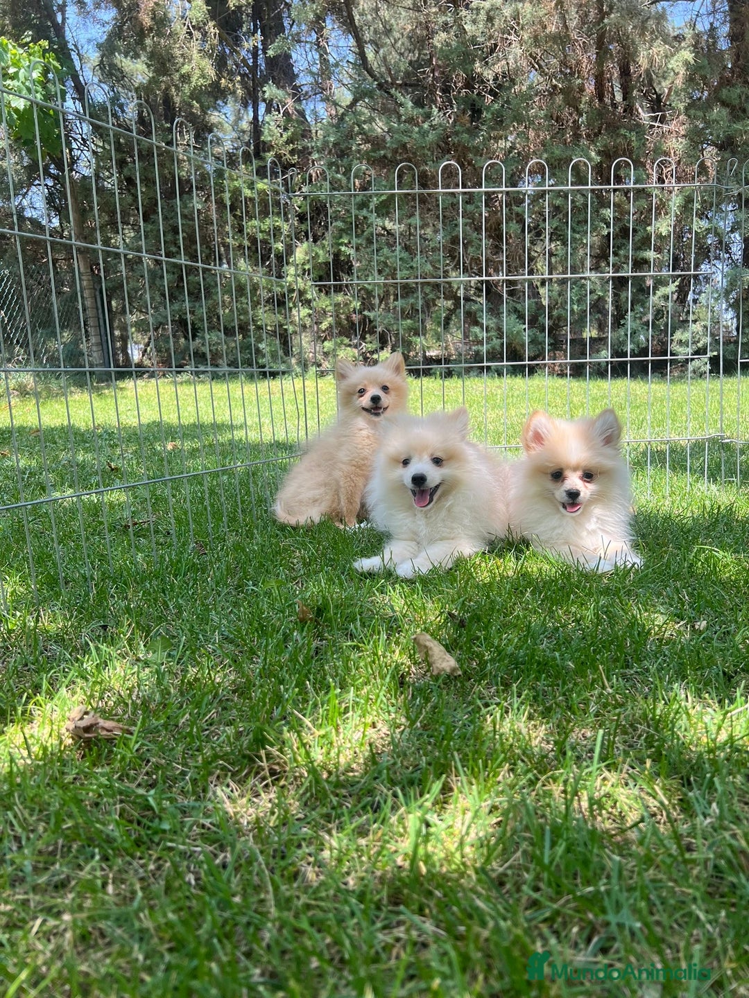 Pomerania perros en venta: Pomerania  - Anuncio 1