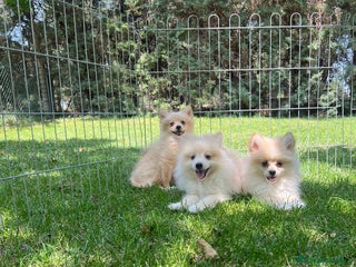 Pomerania perros Pomerania - Anuncio 1