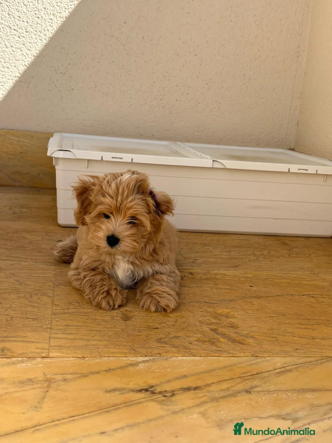 Maltipoo perros en venta: maltipoo  - Anuncio 2