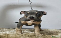 American Bully perros en venta: american Bully XL - Imagen 8