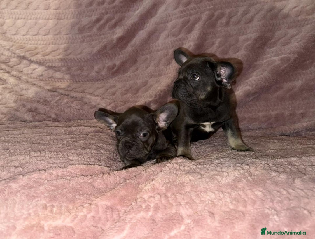 Bulldog Francés perros en venta: Bulldog francés Blue tan M y H - Anuncio 6
