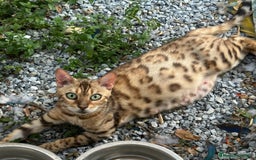 Bengalí gatos en venta: Gatos bengalí  - Imagen 3