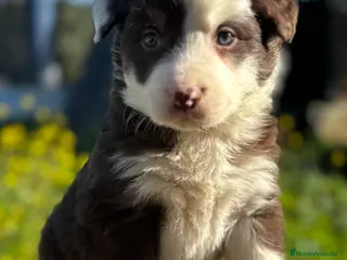 Border Collie perros BORDER COLLIE DE VILLA BIZNAGA - Anuncio 3