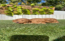 Caniche Toy perros en venta: CANICHE TOY - Imagen 2