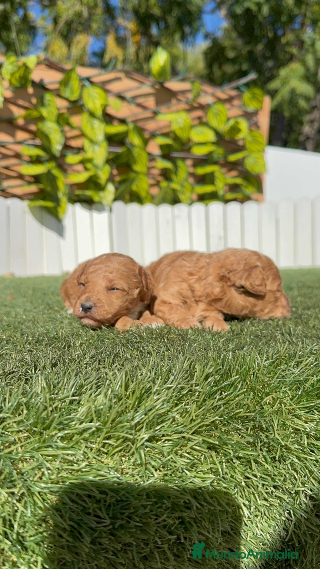 Caniche Toy perros en venta: CANICHE TOY - Imagen 2