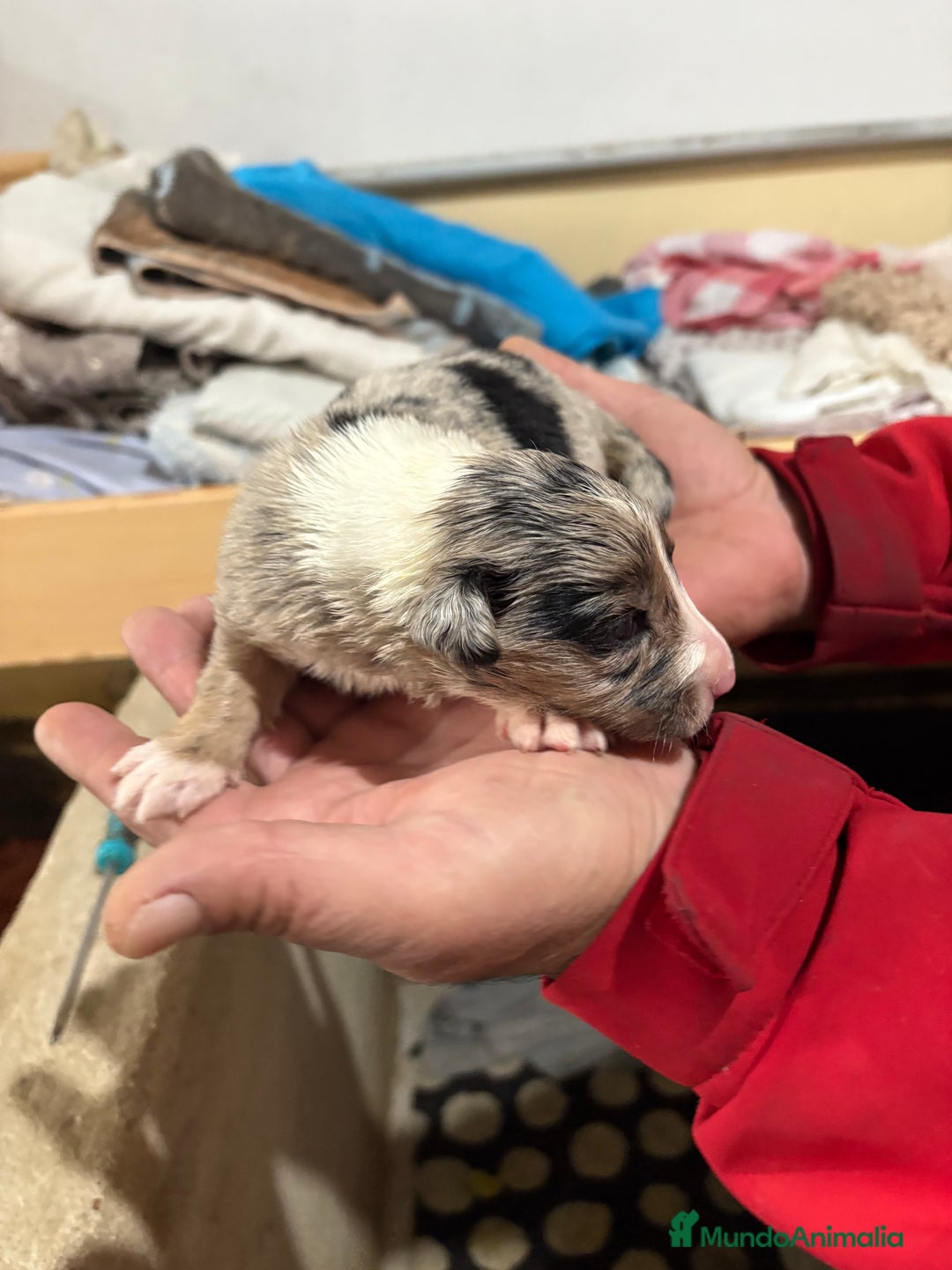 Border Collie perros en venta: Cachorros border collie machos y hembras varios  - Anuncio 14