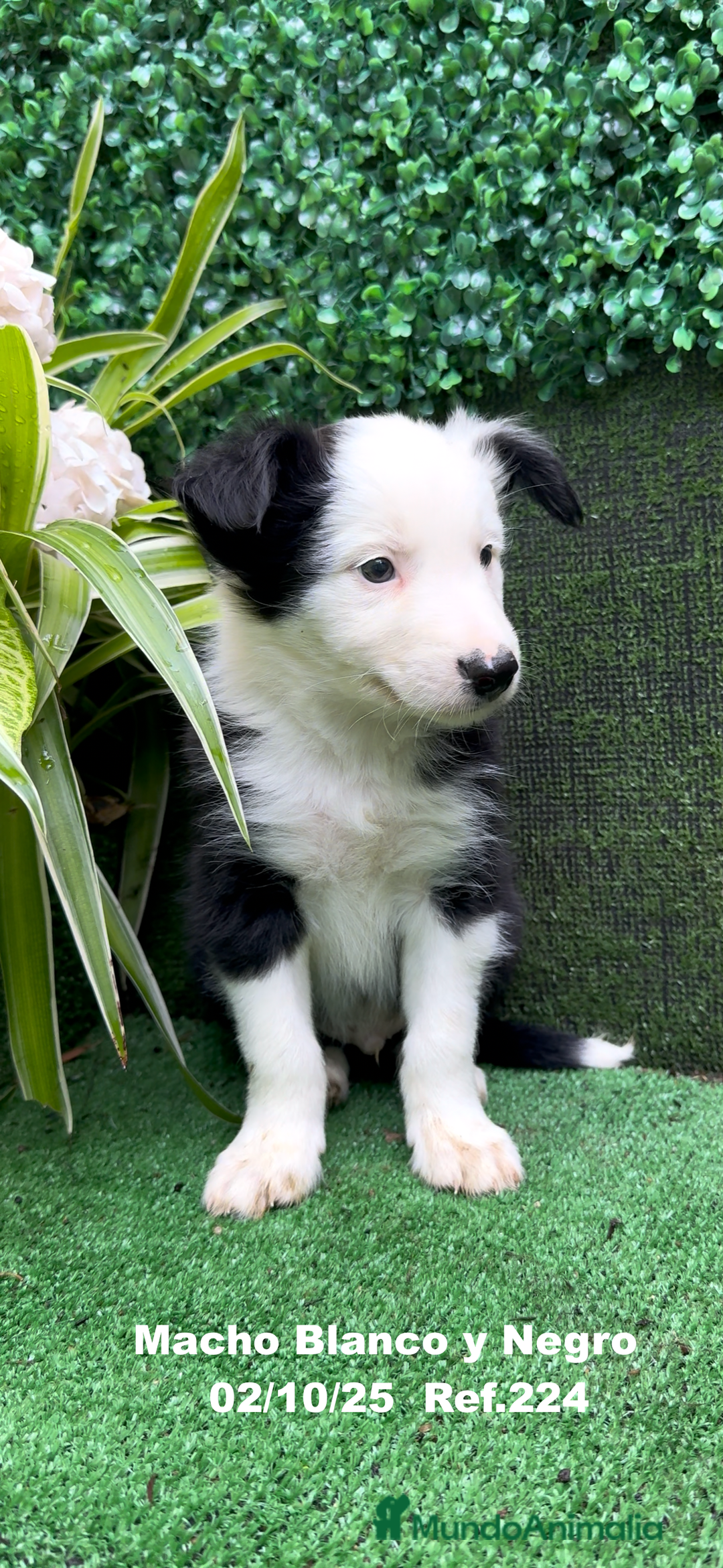 Border Collie perros en venta: BORDER COLLIE - Anuncio 11