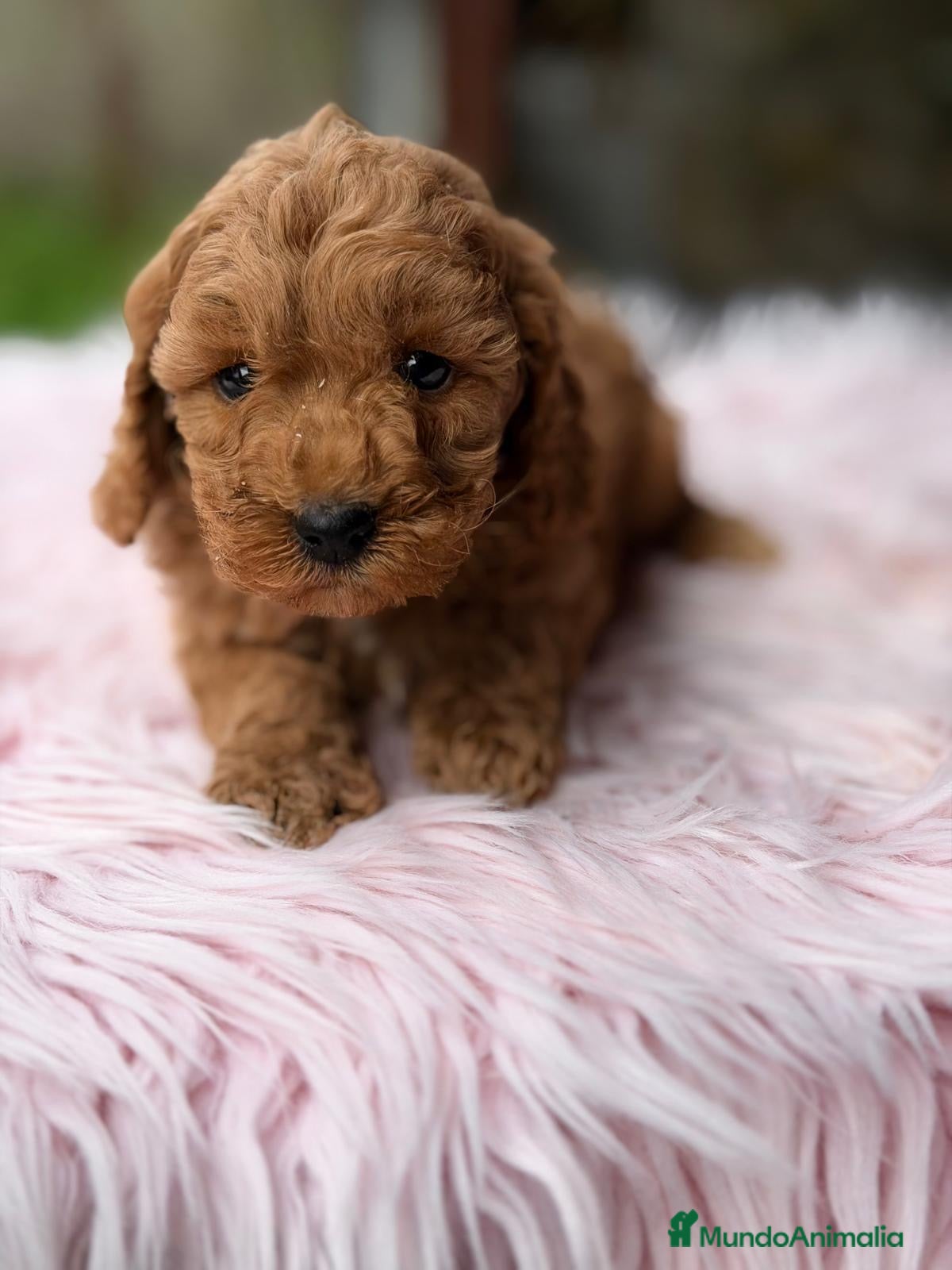 Maltipoo perros MALTIPOO F2 - Anuncio 5