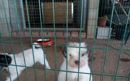 Perro Crestado Chino perros en adopcion: Adopcion Crestado Chino con pelo. en Sevilla - Imagen 3