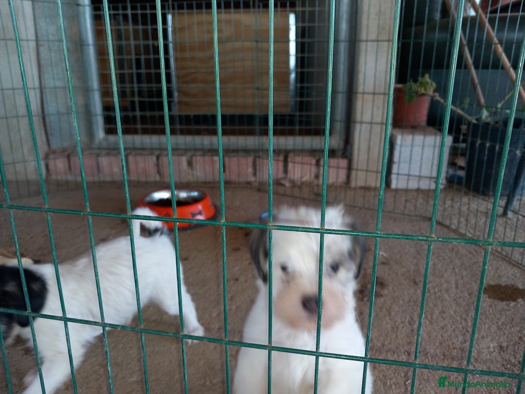 Perro Crestado Chino perros en adopcion: Adopcion Crestado Chino con pelo. en Sevilla - Imagen 3
