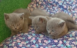 Británico de Pelo Corto Azul gatos en venta: British Shorthair  - Imagen 4