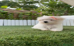 Bichón Maltés perros en venta: BICHON MALTES HEMBRA LISTA PARA ENTREGAR - Imagen 24