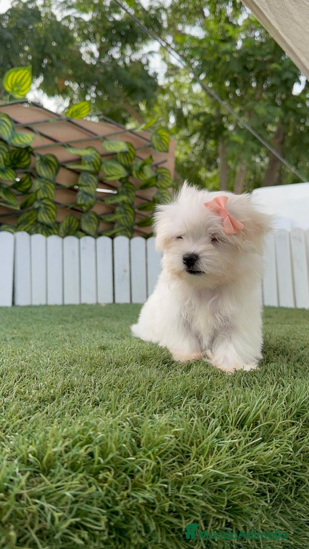 Bichón Maltés perros en venta: BICHON MALTES HEMBRA LISTA PARA ENTREGAR - Imagen 24
