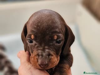 Teckel perros Teckel miniatura - Anuncio 10