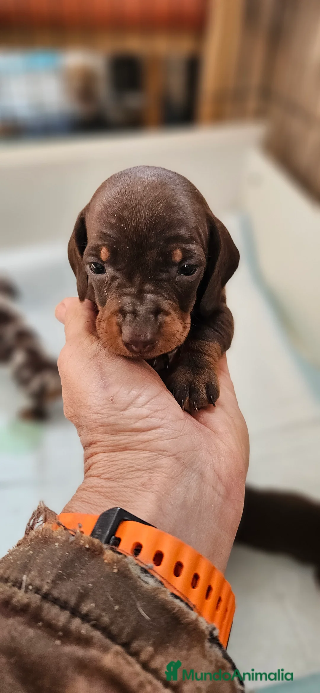 Teckel perros en venta: Teckel miniatura  - Anuncio 3