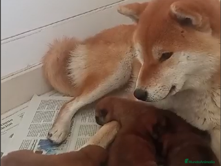 Shiba Inu perros CRIA FAMILIAR SHIBA INU - Anuncio 36