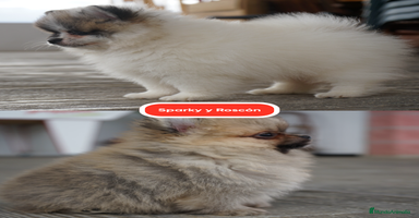 Pomerania perros - Anuncio 3