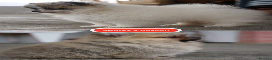 ROSCON