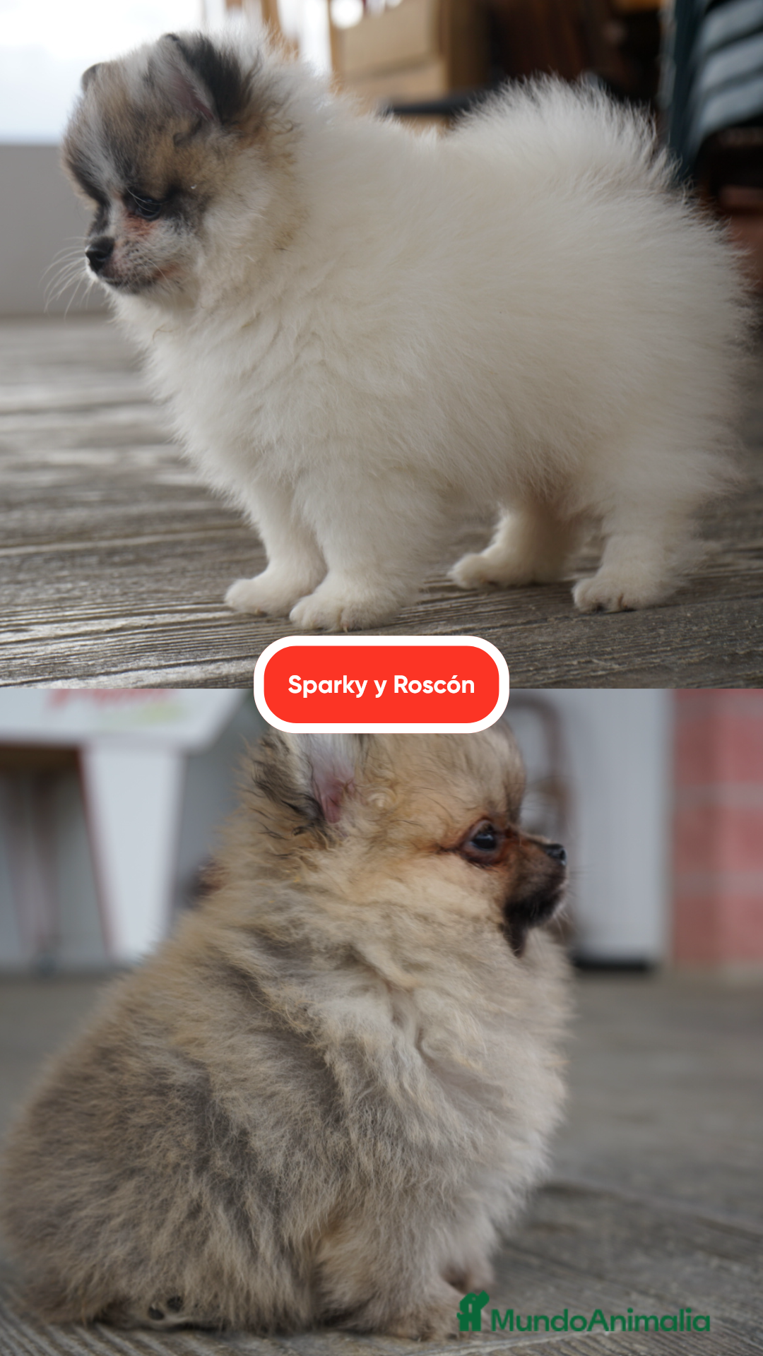 Pomerania perros en venta: 🐾 Prodigy, Monk, Sparky y Roscón – PomeraniaS 🐾 - Imagen 3
