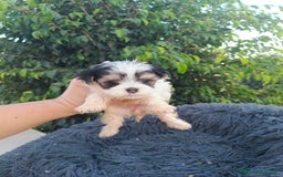 Raza Mixta perros en venta: Cachorritos de malvis - Imagen 2