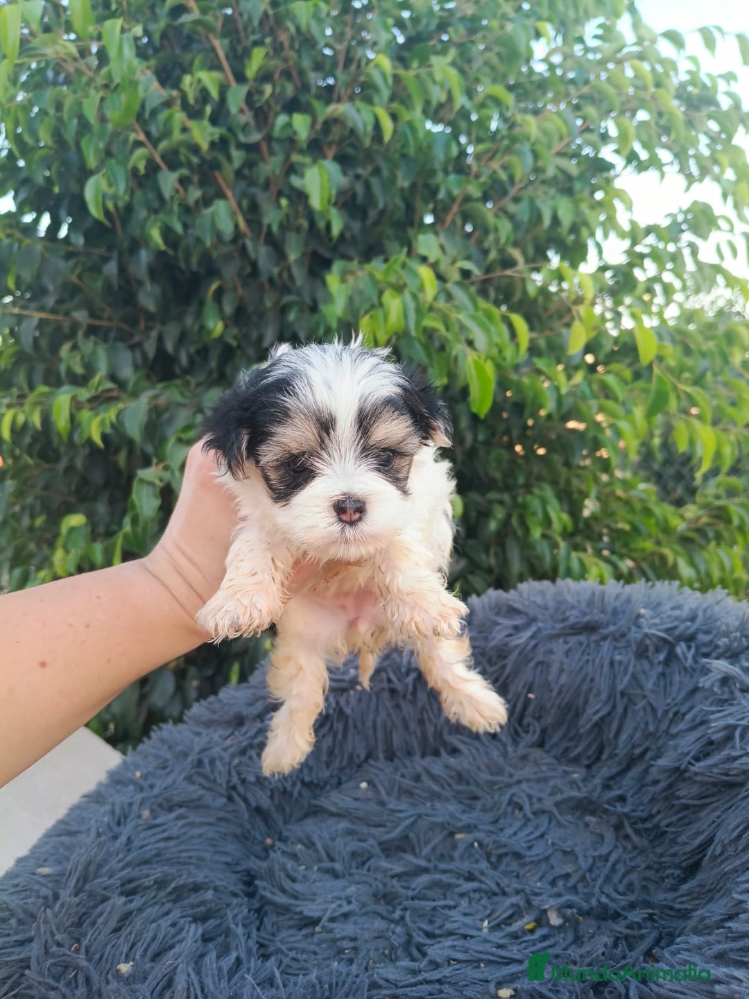 Raza Mixta perros en venta: Cachorritos de malvis - Imagen 2
