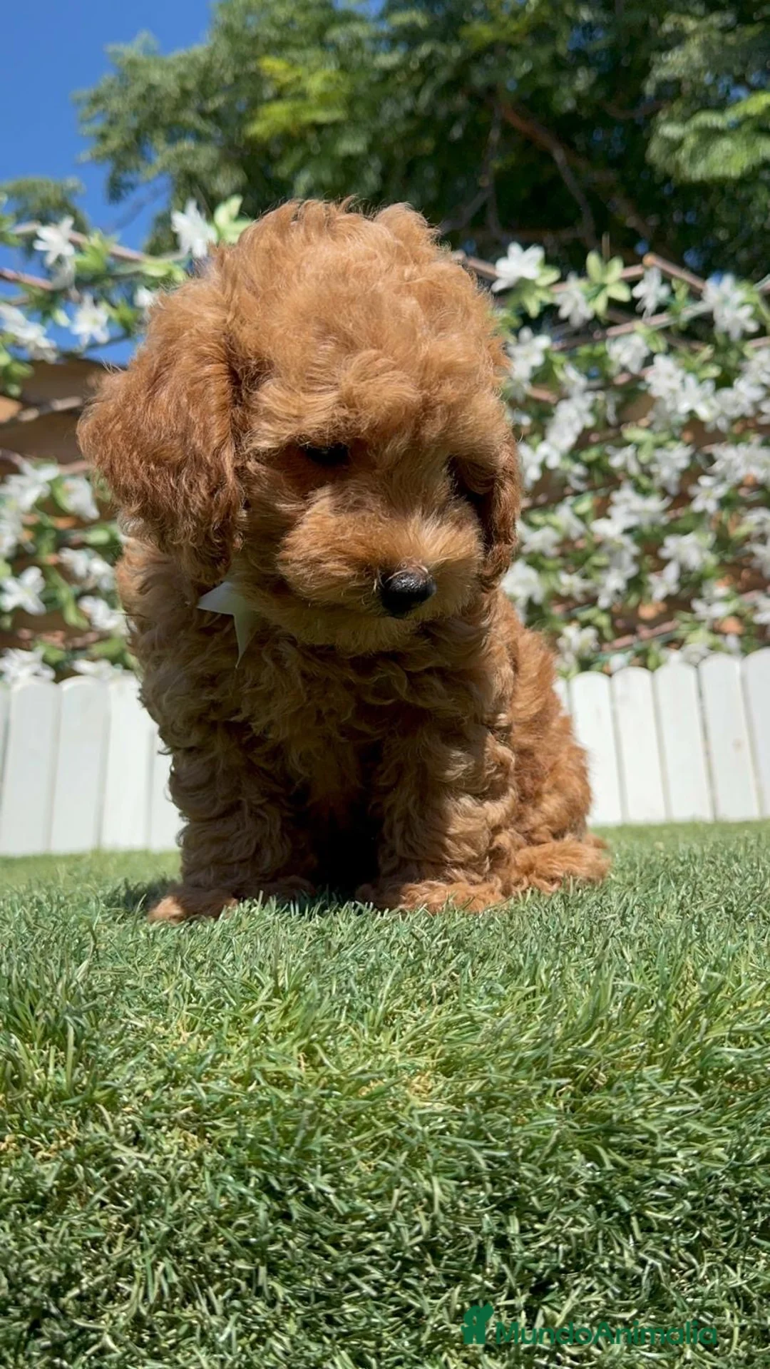Caniche Toy perros en venta: CANICHE LISTO PARA ENTREGAR - Anuncio 18