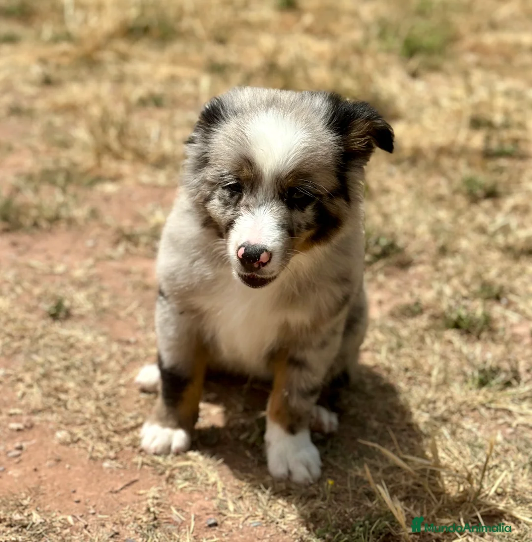 Pastor Australiano perros en venta: IMPRESIONANTE AUSSIE MINI MERLE - Anuncio 6