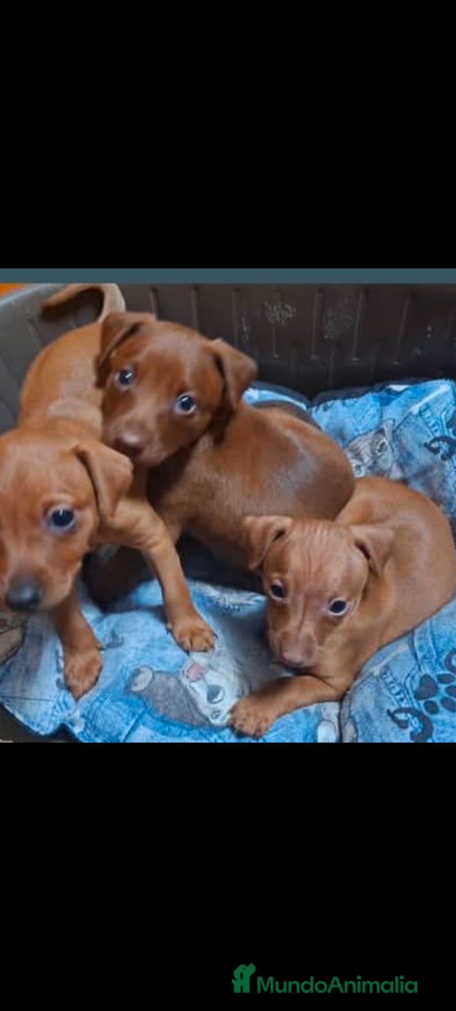 Pinscher Miniatura perros Mini pinche  - Anuncio 2