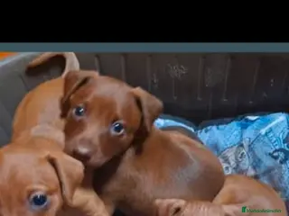 Pinscher Miniatura perros Mini pinche - Anuncio 2