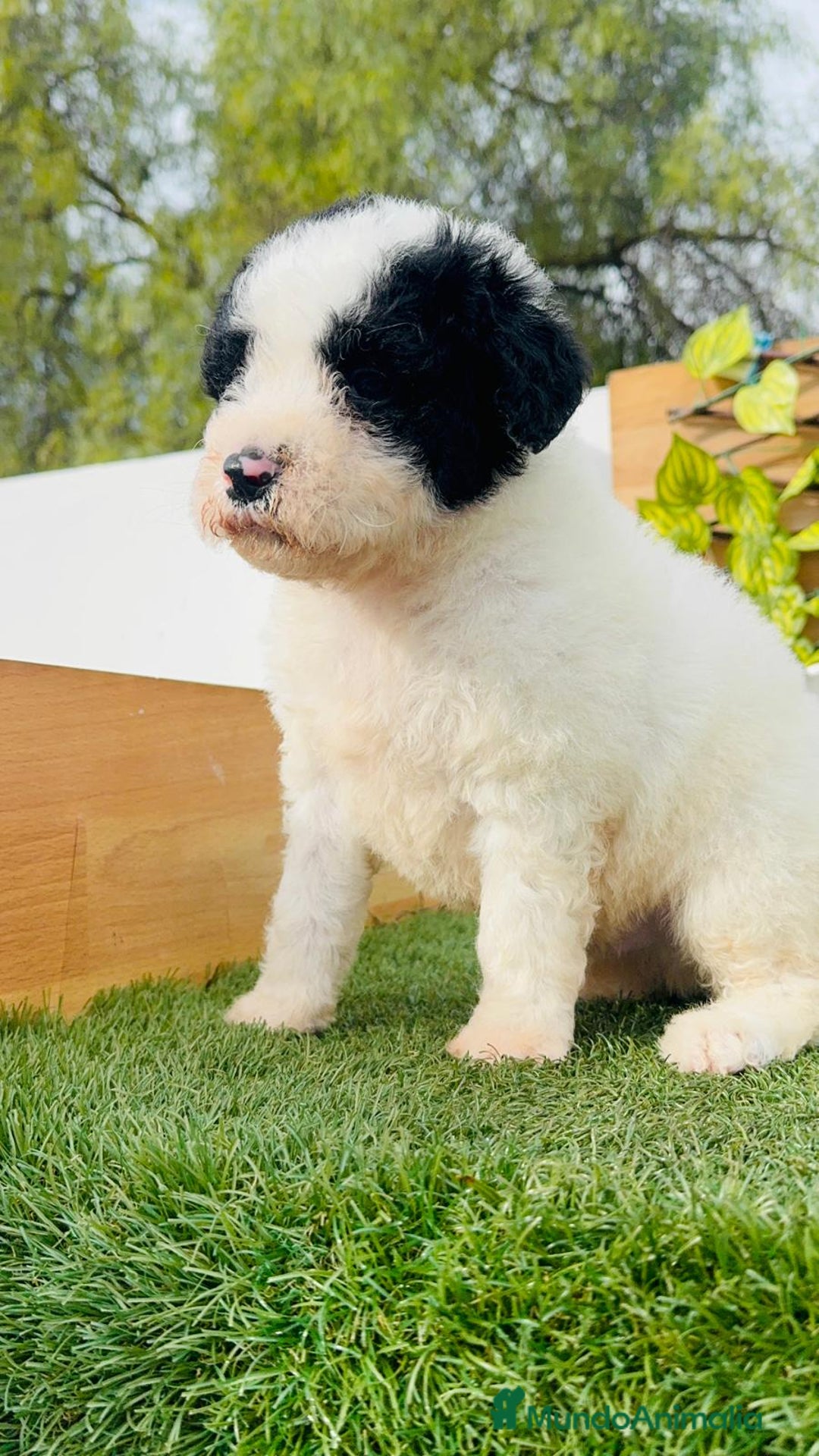 Perro de Agua Español perros en venta: PERRO DE AGUA ESPAÑOL - Anuncio 2