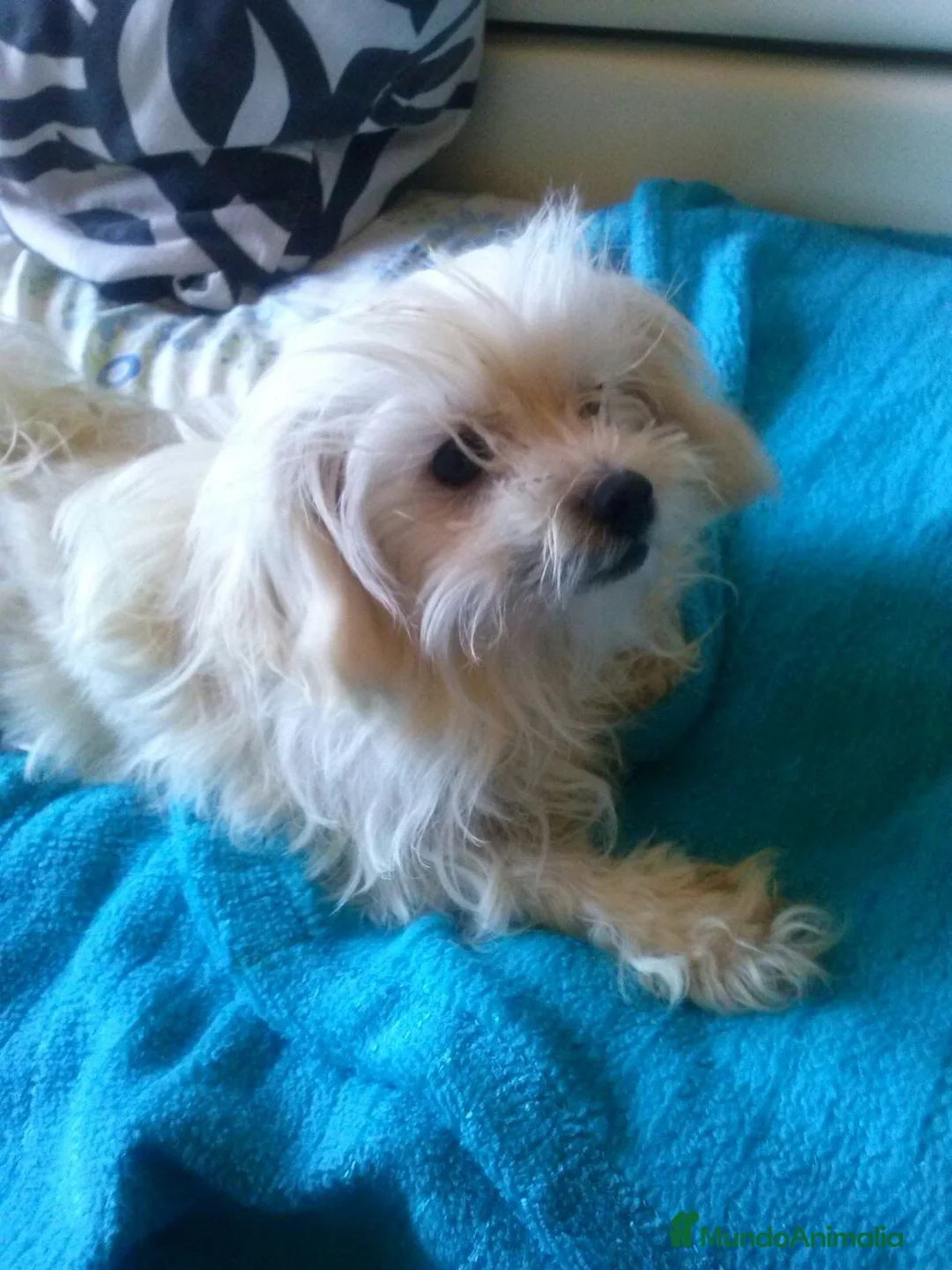 Bichón Maltés perros en venta: Bichón maltés mini en Curtis La Coruña  - Anuncio 3