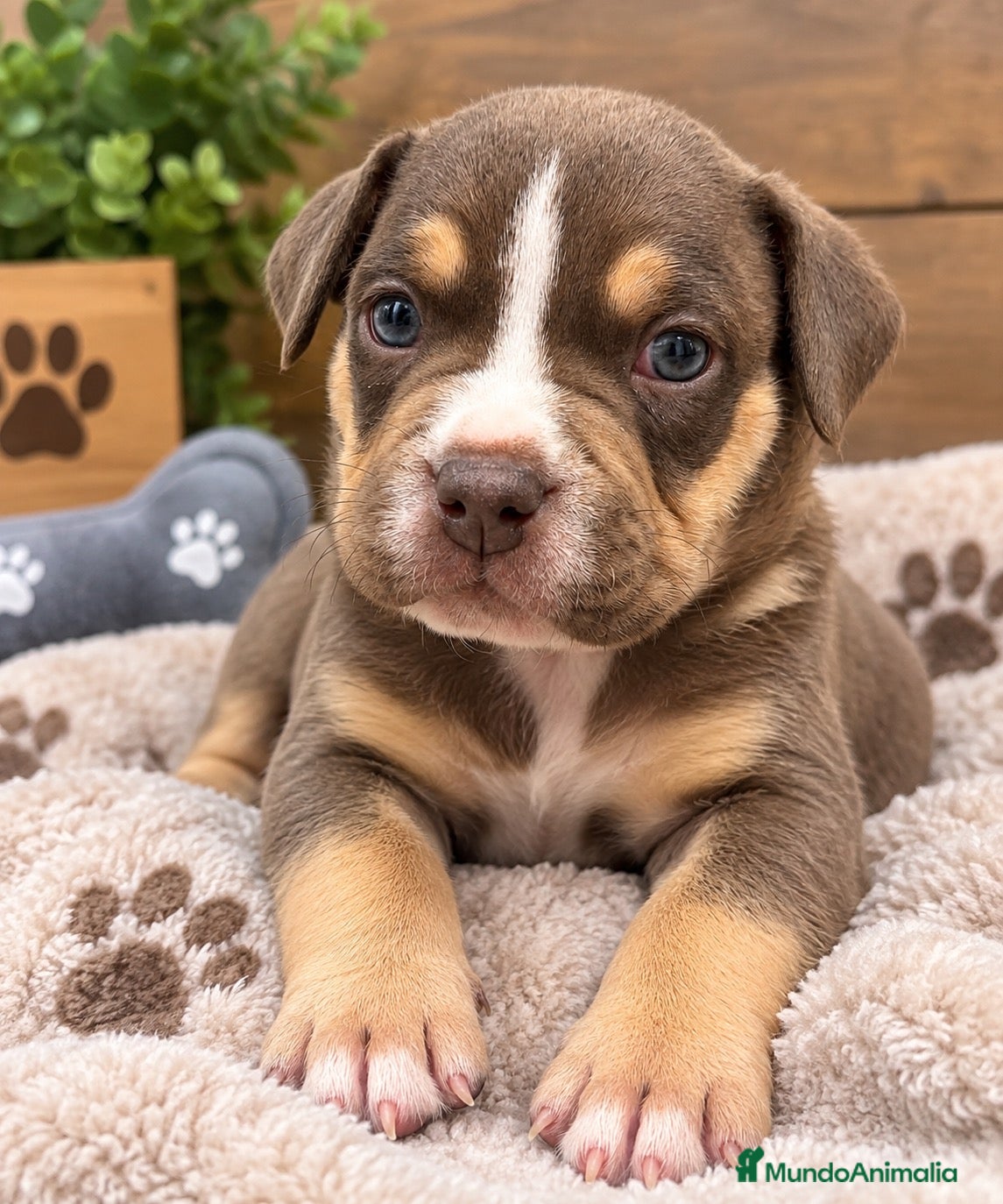 American Bully perros Maravillosos cachorros American bully - Anuncio 2