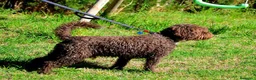 Perro de Agua Español perros en venta: Camada de perro de agua  - Anuncio 13