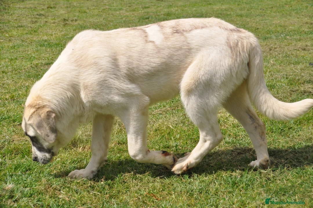 Mastín Español perros en venta: Mastin Español Autóctono Ganadero - Anuncio 5