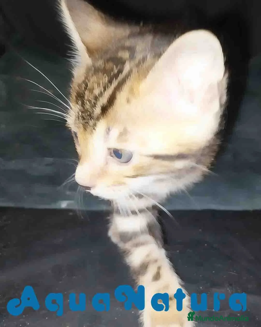 Bengalí gatos en venta: Camada gatitos Bengali - AQUANATURA en Barcelona - Anuncio 9