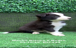 Border Collie perros en venta: BORDER COLLIE - Anuncio 5