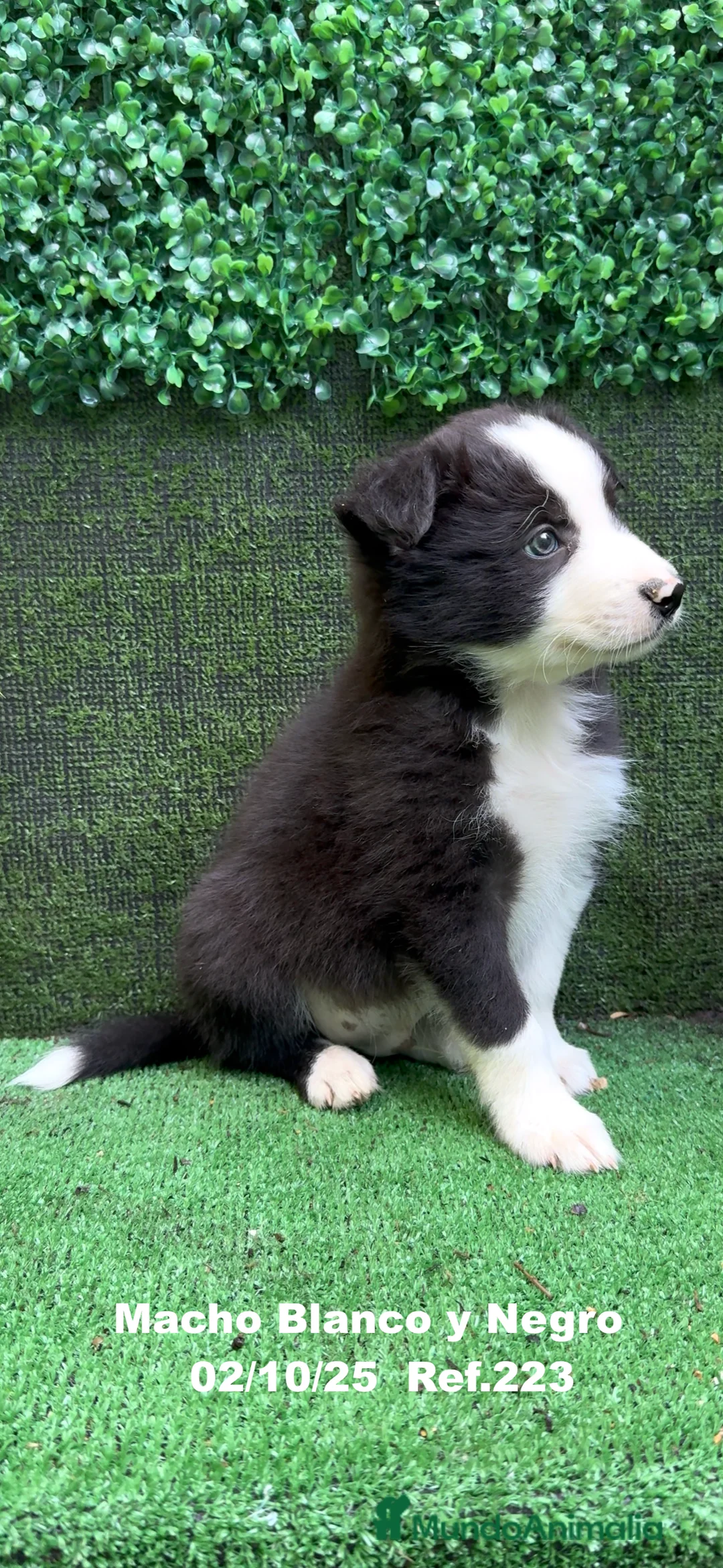 Border Collie perros en venta: BORDER COLLIE - Anuncio 5