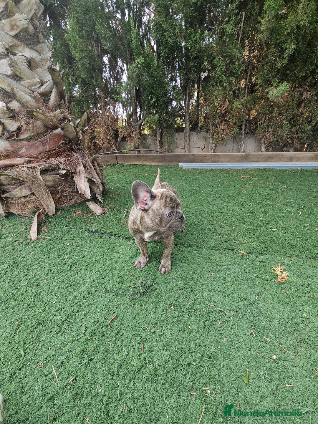Bulldog Francés perros en venta: Bulldog francés blue brindle - Imagen 2