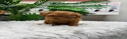 Caniche Toy perros en venta: CANICHE TOY - Anuncio 12