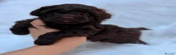 Caniche Toy perros en venta: CAMADA CANICJE TOY CHOCOLATE HEMBRAS - Anuncio 6