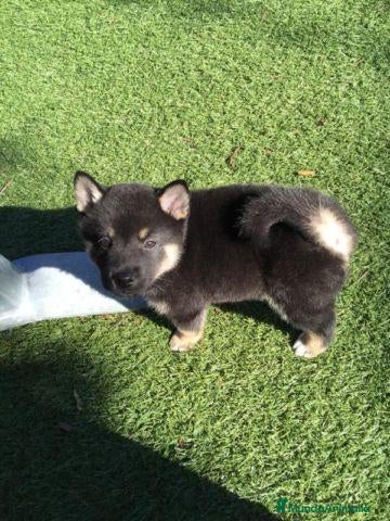 Shiba Inu perros Shiba Inu - Anuncio 30