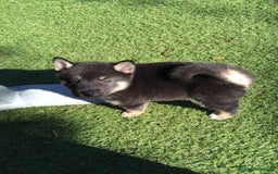 Shiba Inu perros en venta: Shiba Inu - Imagen 1
