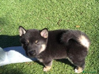 Shiba Inu perros - Anuncio 1