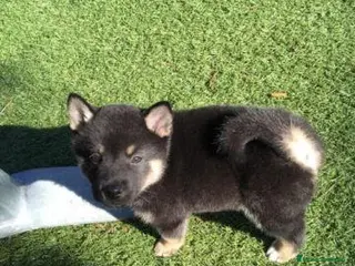 Shiba Inu perros Shiba Inu - Anuncio 28