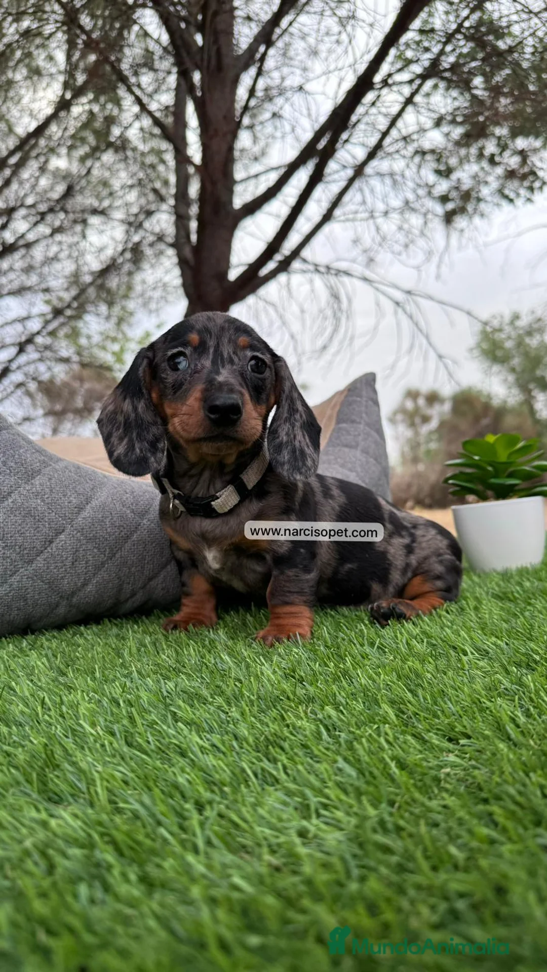 Teckel perros en venta: TECKEL PLATA MERLE EXCELENTE LINEA en Asturias - Anuncio 1